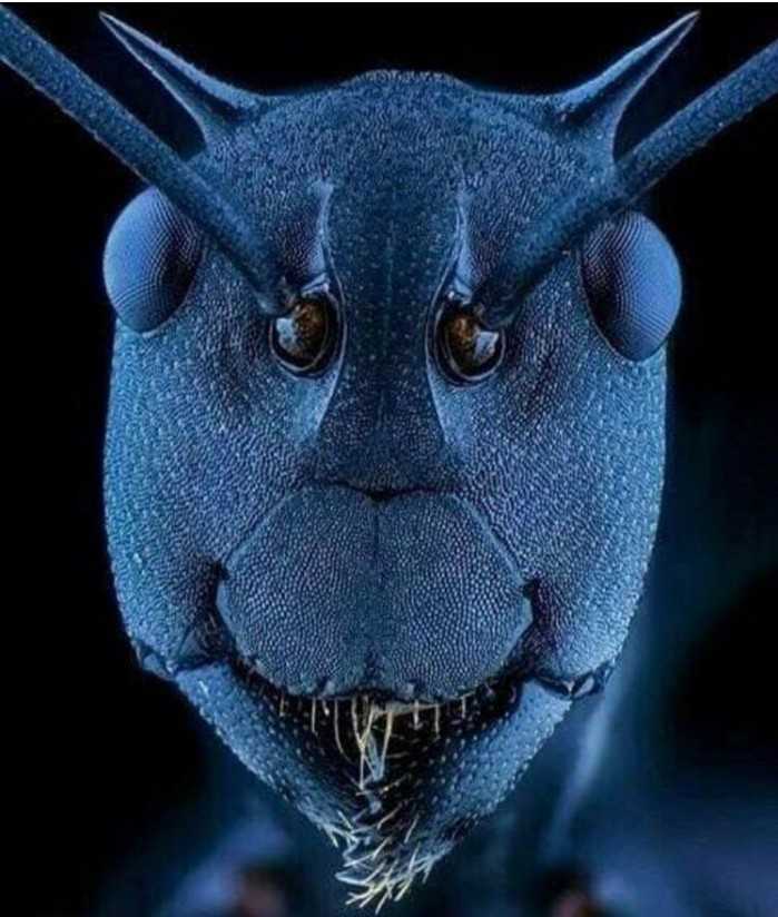 15. Mrówka pod mikroskopem