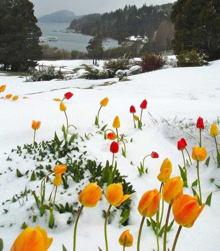 19. Tulipany kwitnąсe w śniegu