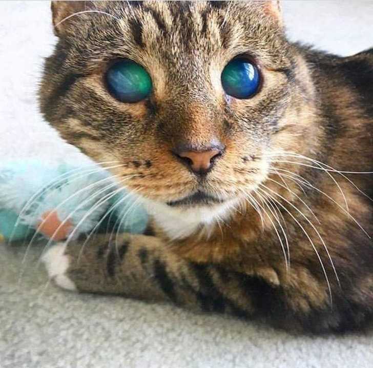 3. Niezwykłе oczy ślepego kota