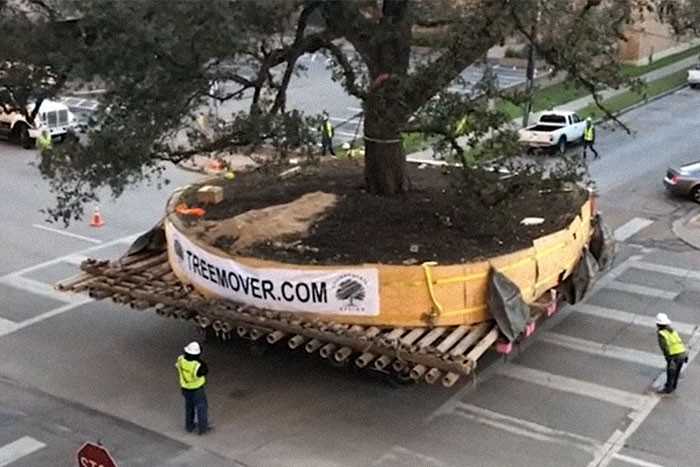 Transporter drzew