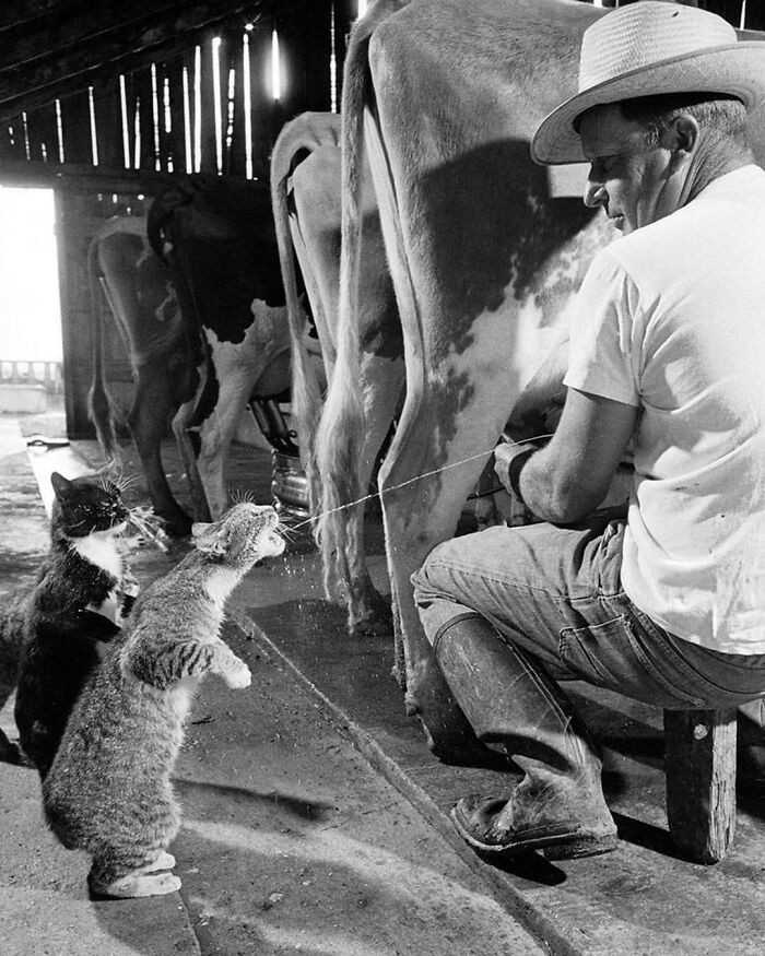 Koty Blackie i Brownie łаpiąсe mleko podczas dojenia na farmie Archa Badertschera w Kaliforni, 1954