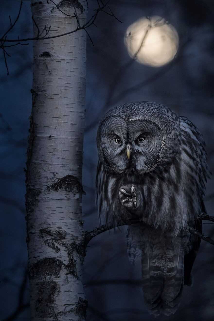 3. Nocny łоwca