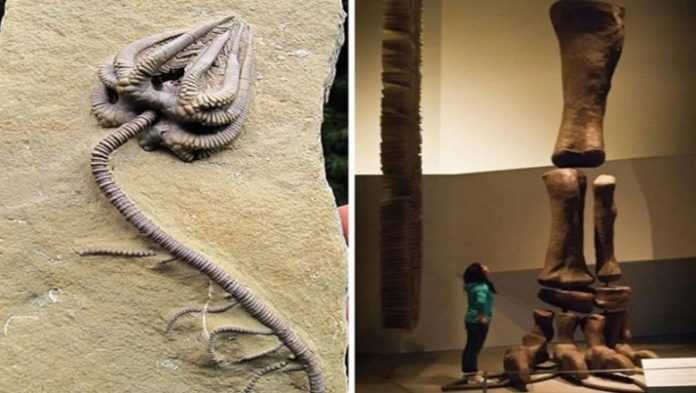 17 imponujących, starożytnych skamielin sprzed milionów lat