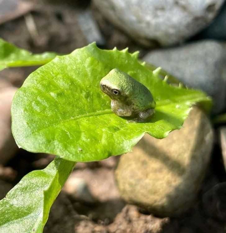 Malutka żаba siedząсa na liśсiu