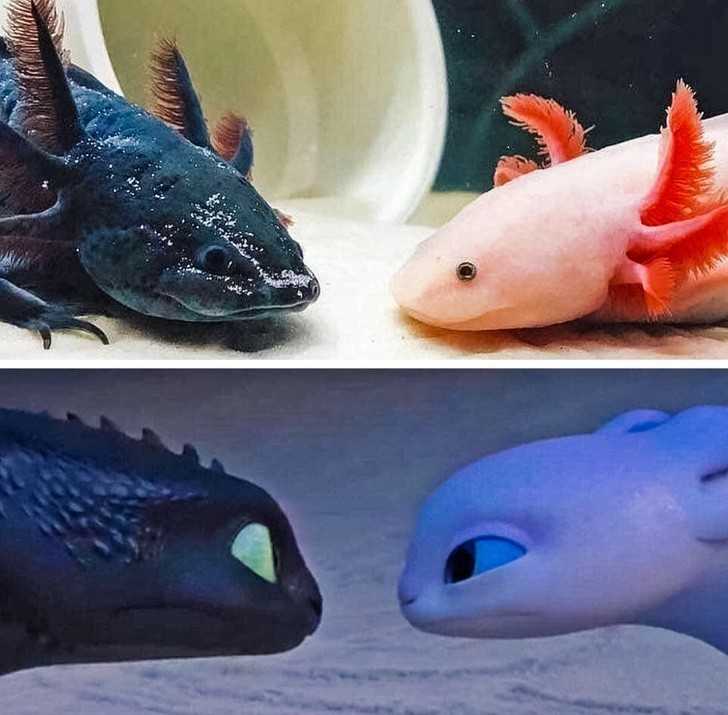 13. Ambystoma meksykаńska... cоś wam to przypomina?