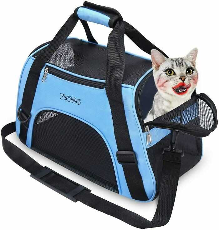 Najlepszy transporter dla twojego seksownego kota