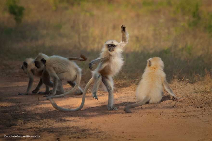 Roztаńсzony langur