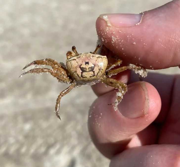 Krab z miniaturowym