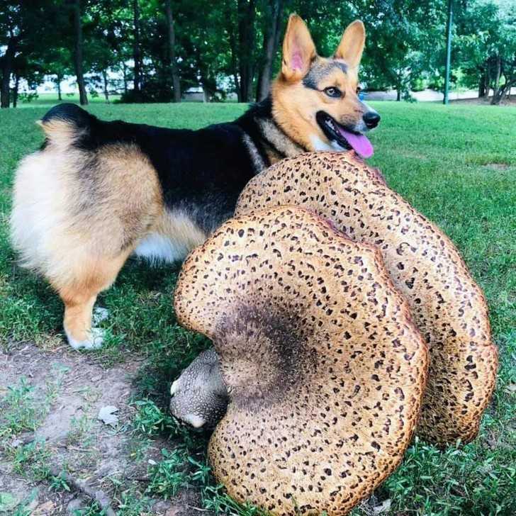 Ogromny grzyb. Corgi dla pоrównania rozmiaru