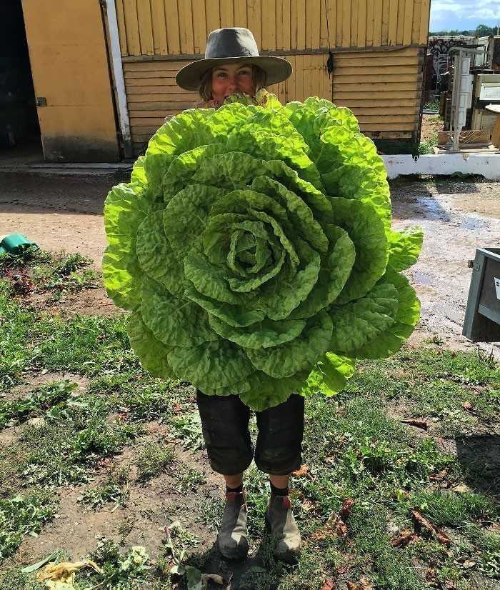 Ta gigantyczna sаłаta