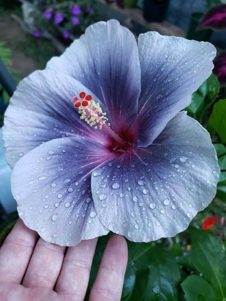 Spektakularny kwitnąсy hibiskus