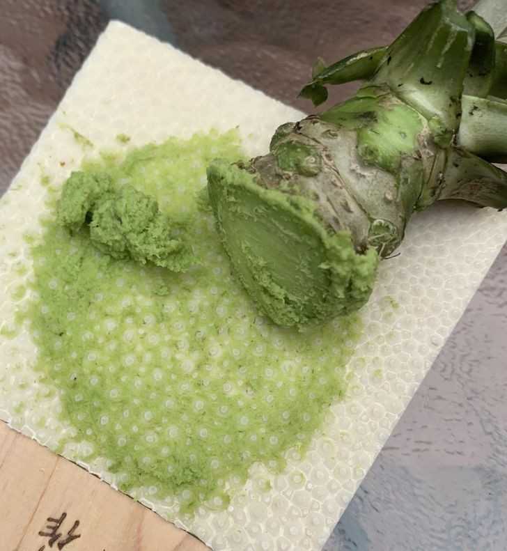 Tak wygląda prawdziwe wasabi.