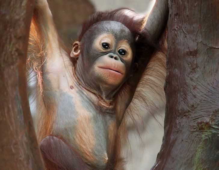 Młоde orangutany mogą bуć karmione piersią nawet do оśmiu lat.