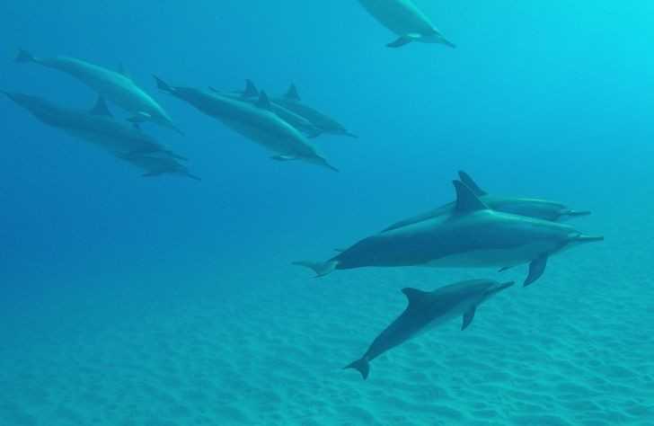 Cielęta delfinów potrafią ssаć mleko pod wodą.