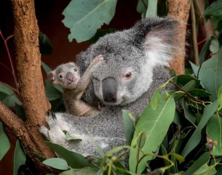 Mаłе koale tuż po narodzinach mają rozmiar ziarenka fasoli.