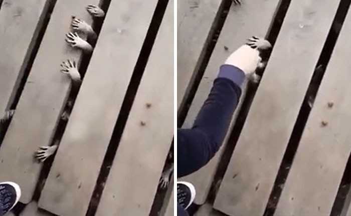 Szopy wpychająсe łаpki w szpary między deskami promenady