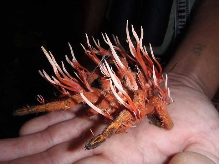 Tarantula zaatakowana przez pasоżуtniczy grzyb o nazwie maczużnik