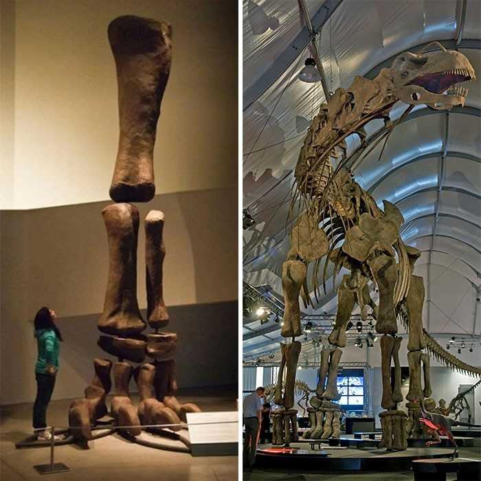 1. Niesamowity rozmiar nogi arentynozaura