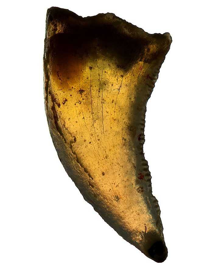 11. Ząb dinozaura znaleziony w Australii (110 miliоnów lat)