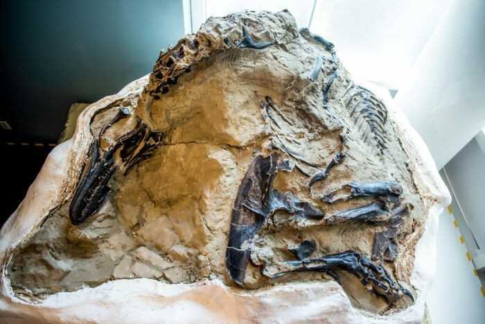 14. Pierwszy kompletny szkielet tyranozaura licząсy 67 miliоnów lat