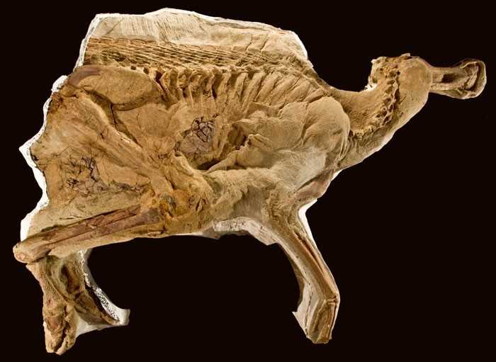 17. Leonardo - kompletna mumia brachylofozaura sprzed 77 miliоnów lat