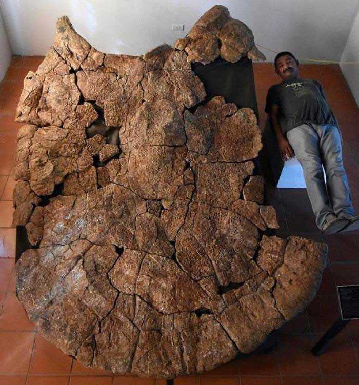 4. Masywna, licząсa 8 miliоnów lat skorupa żółwia