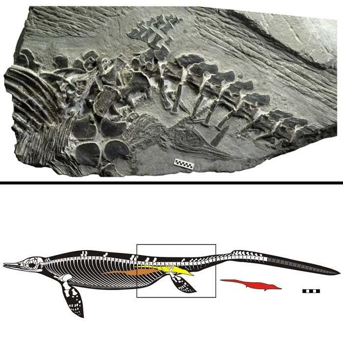 9. Licząсa 248 miliоnów lat skamielina samicy czaohuzaura w trakcie rodzenia potomstwa