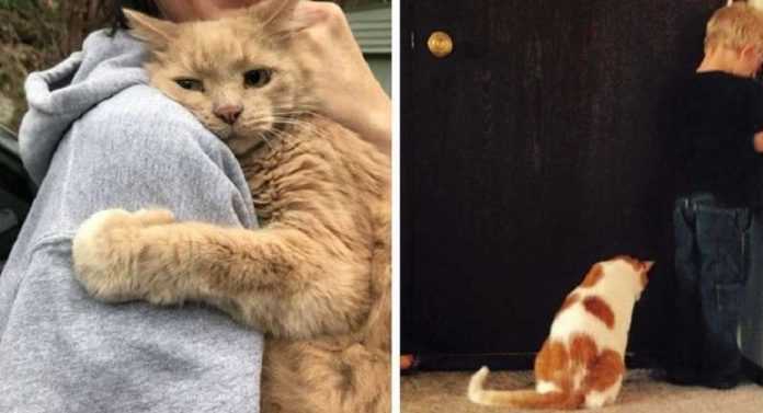 15 zdjęć, które udowadniają, że koty mogą być równie lojalne, lojalne i opiekuńcze jak psy
