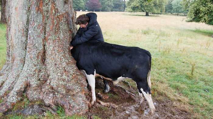 Krowa utknęłа w drzewie.