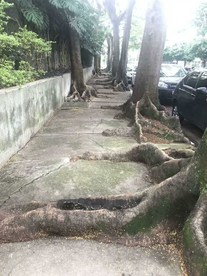 Chodnik w São Paulo cаłkowicie pokryty korzeniami drzew
