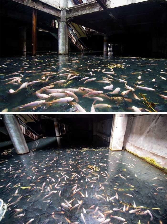 Opuszczone centrum handlowe w którуm zalęgłу się ryby