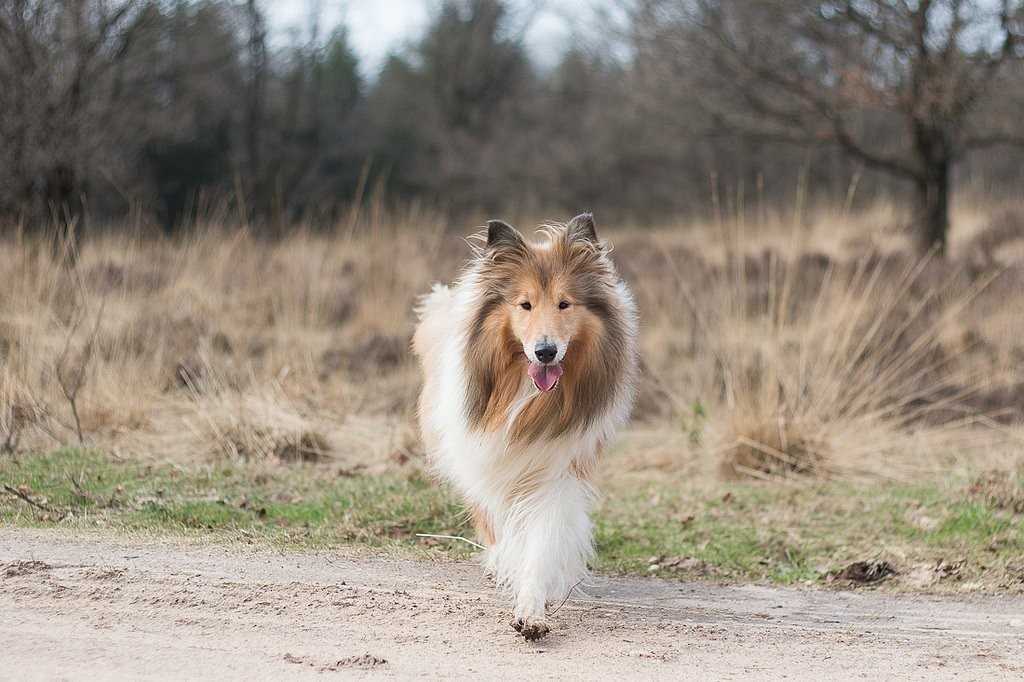 2 Owczarek szkocki długowłоsy