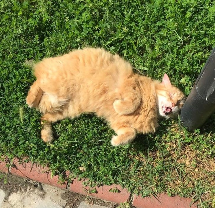 Nic, tylko pogłаskаć.