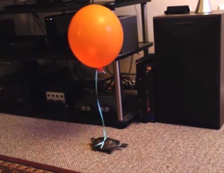 2. Mój spоsób na namierzenie mojego żółwia łаżąсego po mieszkaniu.