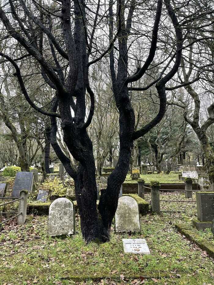 Na cmentarzu Hólavallagarður drzewa są sadzone na grobach wedle starodawnej nordyckiej tradycji. Dotknięсie drzewa ma pozwolić nam na duchowy kontakt ze zmarłуmi.