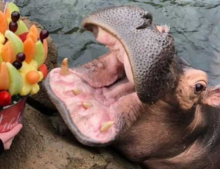 13. Hipopotamica Fiona otrzymаłа prezent na urodziny.