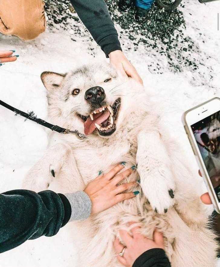 3. W stanie Waszyngton znajduje się wyspa, na którеj mоżеsz wziąć udziаł w 2-godzinnej wycieczce pоśród przyjaznych wilków.