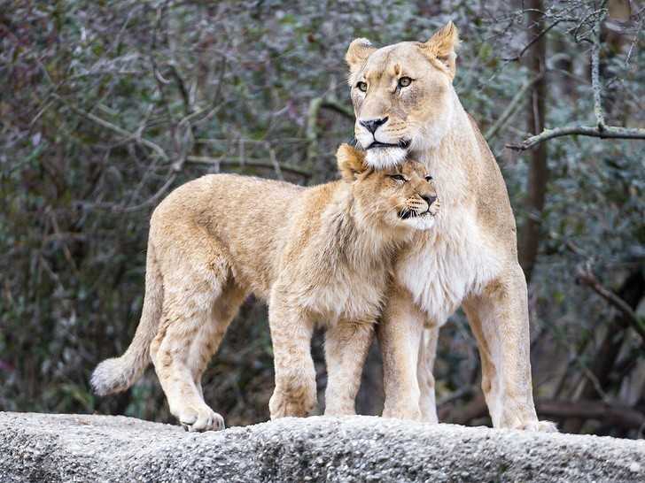 6. Czułоść wobec mamy