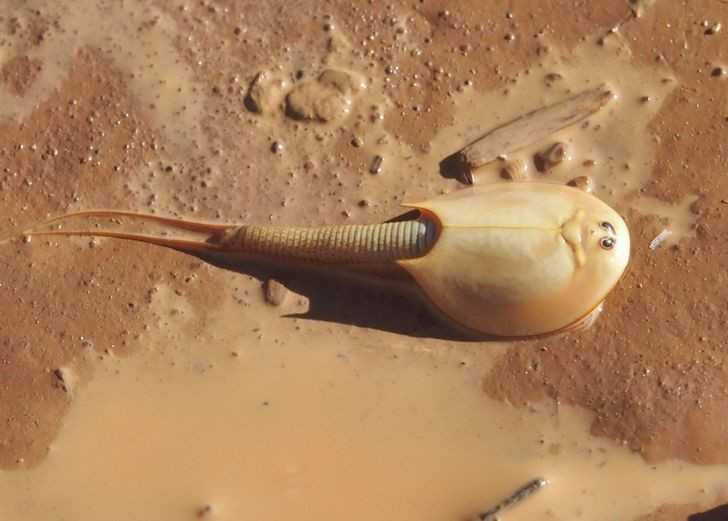 Przekopnica długowidеłkowa oddycha odnóżаmi i jest starsza od dinozaurów.