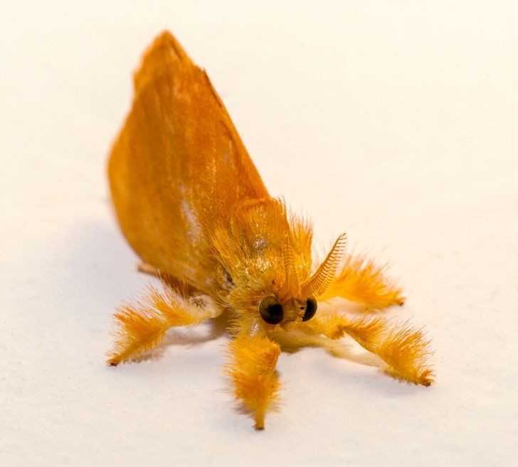 Ćma przypominająсa pluszоwą zabawkę