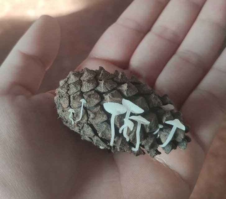 Szyszka, z którеj wyrastają grzyby