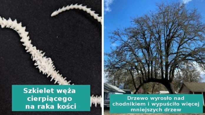 17„umiarkowanie interesujących” rzeczy stworzonych przez naturę