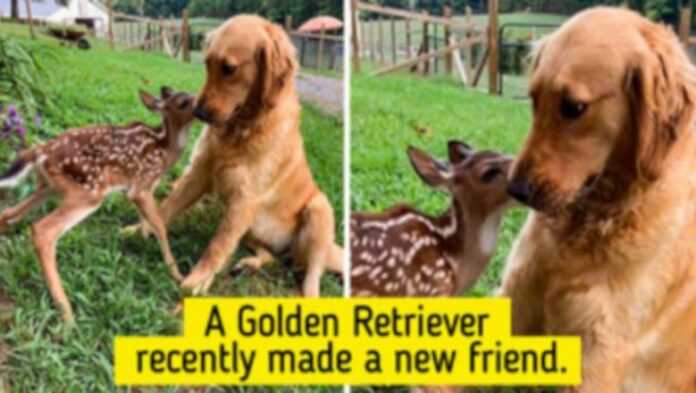 17 przyjaźni pokazujących, że zwierzęta posiadają złote serca