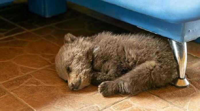 Białoruski rolnik uratował niedźwiadka przed głodem i został jego matką