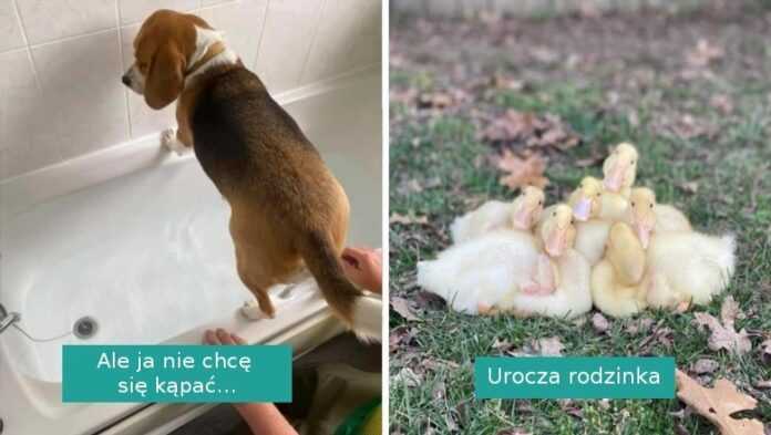 16 zdjęć, które sprawią, że uśmiech zagości na niemal każdej twarzy