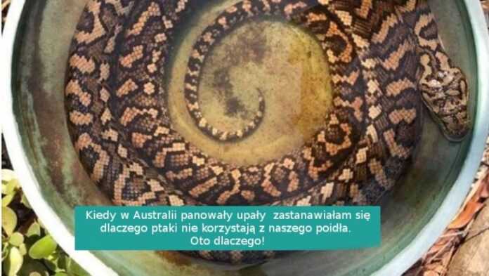 17 powodów do podziwiania pięknej Australii… z dość bezpiecznego dystansu