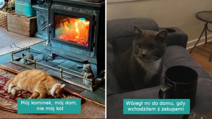 16 najlepszych zdjęć z serii „mój dom, nie mój kot”