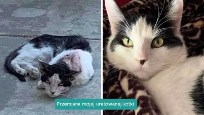 16 zdjęć pokazujących jak troska i miłość zmieniają adoptowane koty