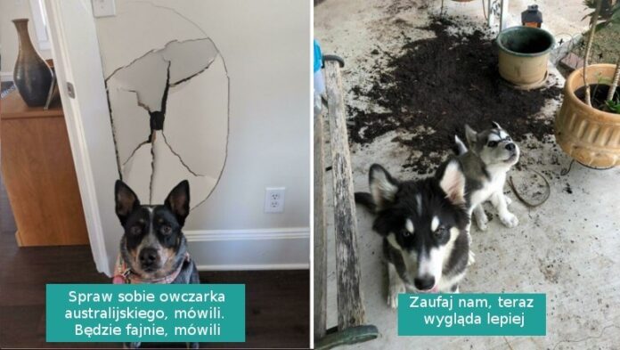 16 „niewinnych” psów przyłapanych na gorącym uczynku przez właścicieli