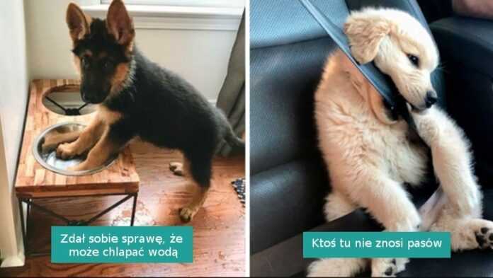 18 najsłodszych piesków na poprawę nastroju. Ich właściciele to szczęściarze